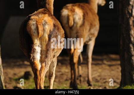 Red Deer (Cervus elaphus, Hind, bas, point sur le premier plan, Banque D'Images