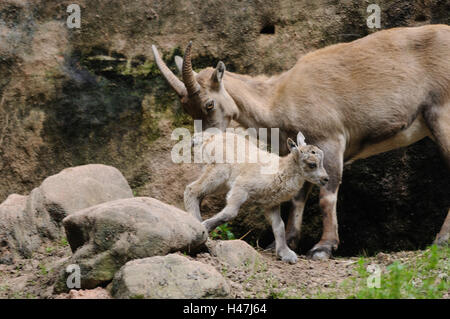 , Bouquetin des Alpes Capra ibex, mère avec de jeunes animaux, rock, side view, debout, Banque D'Images