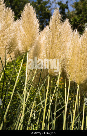 Plante de l'herbe des Pampas de bas en haut dans l'or la lumière du soleil du matin. Banque D'Images