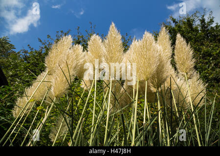 Plante de l'herbe des Pampas de bas en haut dans l'or la lumière du soleil du matin. Banque D'Images