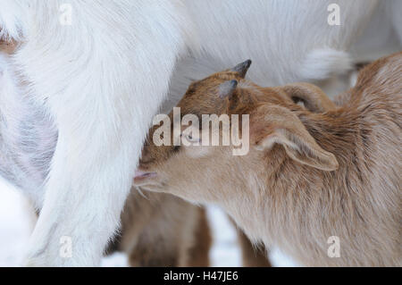 La chèvre Boer, jeune animal, portrait, side view, Banque D'Images