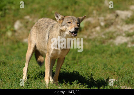 Timberwolf, Canis lupus lycaon, pré, tête, pied, voir dans l'appareil photo, l'Allemagne, Banque D'Images