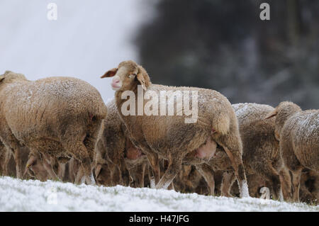 Les moutons domestiques, Ovis orientalis bélier, pré, neige, hiver, vue de côté, le socle, le voir dans l'appareil photo, Banque D'Images