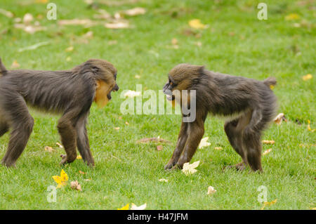 , Mandrill Mandrillus sphinx, prairie, vue de côté, le socle, Banque D'Images