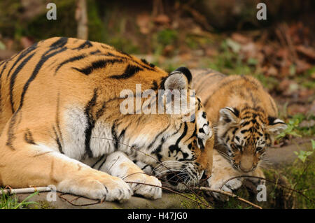 Tigres de Sibérie, Panthera tigris altaica, l'écrou avec les jeunes, des animaux Banque D'Images