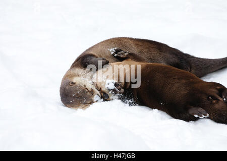 La loutre d'Amérique du Nord, Lontra canadensis, Banque D'Images