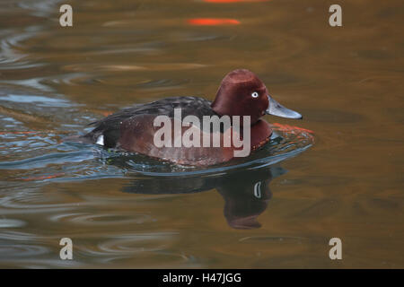 Moore, homme du canard dans l'eau, Banque D'Images