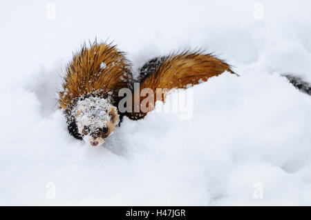 Le putois Mustela putorius, européen, neige, head-on, stand, voir dans l'appareil photo, Banque D'Images