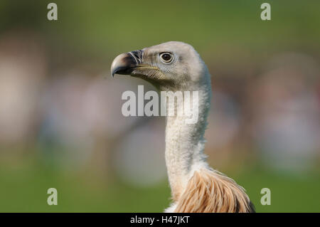 L'oie, Gyps fulvus, portrait, side view, Banque D'Images