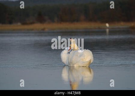 Cygnes bosse, Cygnus olor, surface de l'eau, nager, Banque D'Images