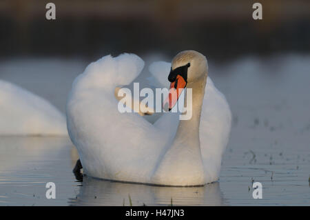 Hump, Swan Cygnus olor, surface de l'eau, de front, nager, Banque D'Images