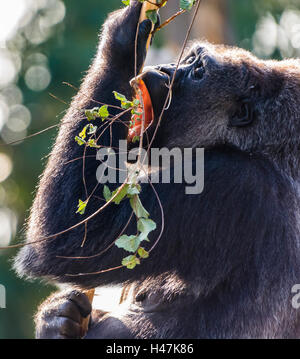 Gorille des plaines de l'Ouest femelle capturé de manger l'écorce des arbres dans la lumière du soleil, Londres, Royaume-Uni. Banque D'Images