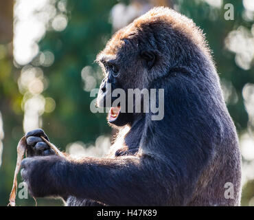 Gorille des plaines de l'Ouest femmes capturées dans la lumière du soleil, Londres, Royaume-Uni. Banque D'Images