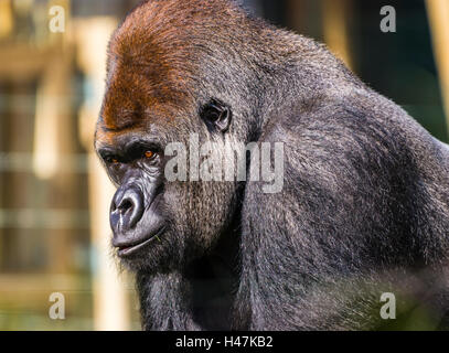 Silverback Gorilla mâle capturé dans la lumière du soleil, Londres, Royaume-Uni. Banque D'Images