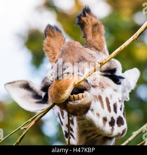 Girafe de mâcher de l'écorce des arbres, Londres, Royaume-Uni. Banque D'Images