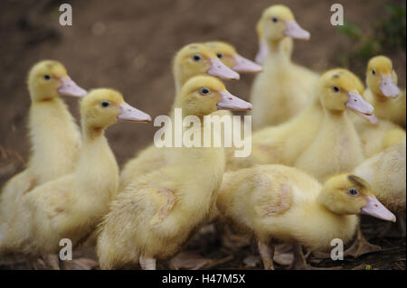 Chambre canards, Anas platyrhynchos après domestica, poussins, Banque D'Images