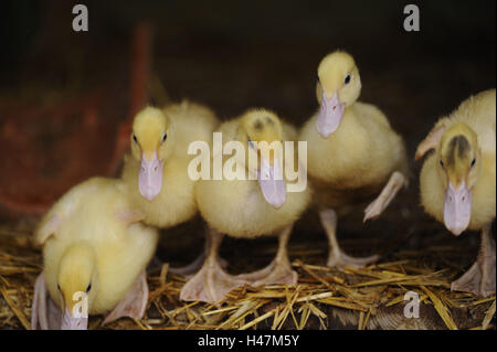 Chambre canards, Anas platyrhynchos domestica suivantes, de poussins, de voir l'appareil photo, Banque D'Images