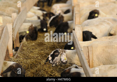 Suffolk moutons, les moutons domestiques, Ovis orientalis bélier, Banque D'Images