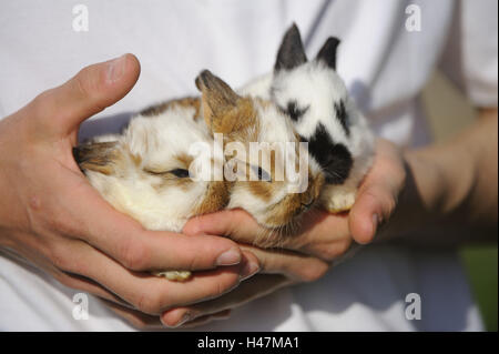 Chambre lapins, Oryctolagus cuniculus forma domestica, les jeunes animaux, Banque D'Images