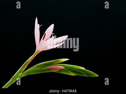 Kaffir lily Schizostylis coccinea tige florale montrant openflower et bourgeons Banque D'Images