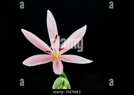 Un gros plan d'un Kaffir Lily rose capitule. Banque D'Images