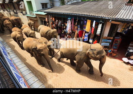 Les éléphants d'orphelinat Pinnawala Elephant marche sur la route pour se baigner dans la rivière. Banque D'Images