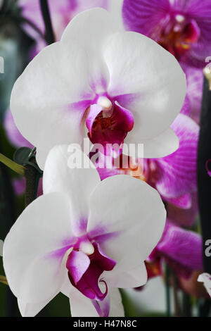 ORCHIDÉE MEDIUM