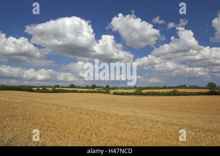 Allemagne, Schleswig - Holstein, région la pêche à la ligne, champ de céréales, Banque D'Images