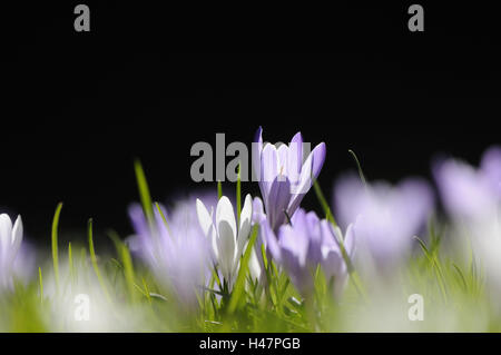 Printemps, Crocus Crocus vernus ssp. albiflorus Crocus, pré, contrejour, Banque D'Images