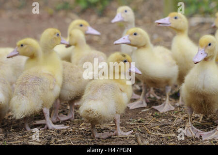 Chambre canards, Anas platyrhynchos après domestica, poussins, Banque D'Images