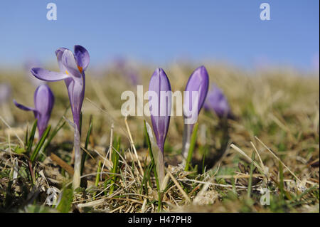 Printemps, Crocus Crocus vernus ssp. albiflorus Crocus, pré, Banque D'Images