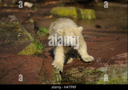 L'ours blanc, Ursus maritimus, jeune animal, Banque D'Images