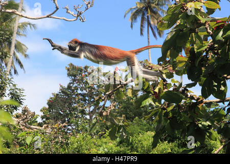 Zanzibar-stump monkey, arbre, sauter, Banque D'Images