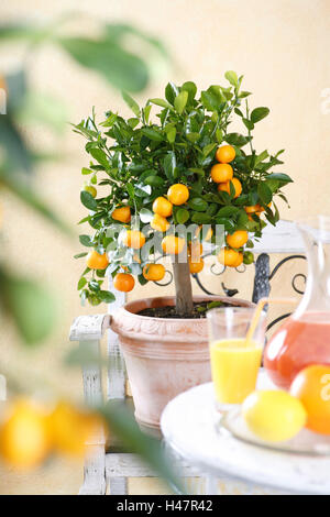 Orange Tree en pot, Citrus mitis calamondin, Banque D'Images