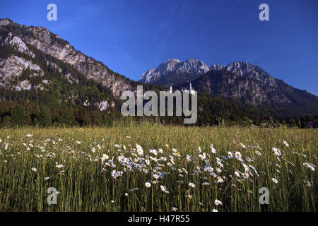 L'Allemagne, de l'Allgäu, à pieds, château de nouveaux Swan's stone, flower meadow, Bavarois, Allgäu, nouveau Swan's stone mountain, serrure, Tegel, point d'intérêt, les montagnes, la saison, l'automne, temps de loisirs, paysages, tourisme, repos, randonnées, village de vacances, zone de loisirs, Banque D'Images