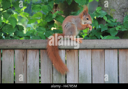 L'écureuil, side view, manger, l'Allemagne, d'un mammifère, animal, animal sauvage, close-up, Banque D'Images