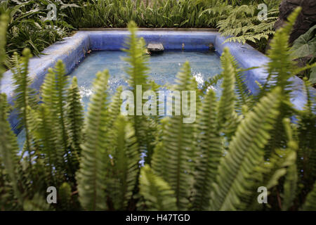 Mexique, Mexico, Coyoacan, Casa Azul, Museo-Frida-Kahlo, cour intérieure, jardin, bassin, la végétation, musée, Patio, jardin, étang de jardin, étang, l'eau, l'eau, culture, cymbale, artiste, peintre mexicain, point d'intérêt, les plantes, fougère, clôturé, cadres, vert-bleu, personne, Banque D'Images