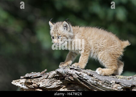 Red lynx, Lynx rufus, jeune animal, tronc, Minnesota, USA Banque D'Images