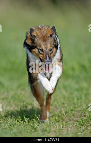 L'hybride de chien, Collie, meadow, exécuter, Banque D'Images