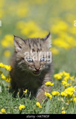 Red lynx, Lynx rufus, jeune animal, Prairie, Minnesota, USA, Banque D'Images