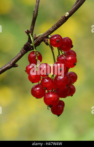 Fourche, Corinthe, rouge moyen, close-up, Banque D'Images