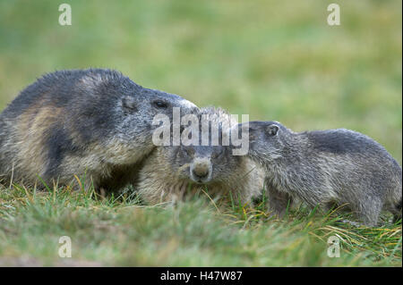 Alp Les Marmottes Marmoto Marmota Vieux Jeune Animal L Autriche De L Habitat Parc National Monde Animal Animal De La Famille Du Groupe Les Marmottes Les Marmottes De L Alp D Animaux Des Croissants Des Rongeurs De La Mere L Animal