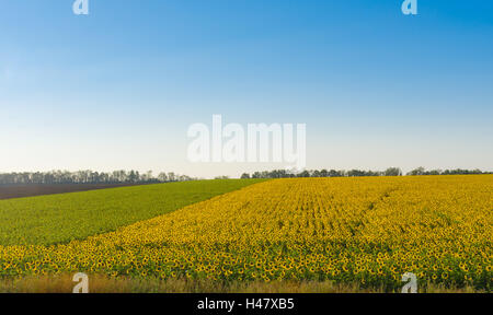 Matin paysage avec les champs de tournesols et de ciel bleu au centre de l'Ukraine Banque D'Images