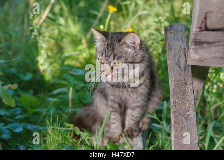 Jeune chat tigré se cacher dans un coin repas dans le jardin d'été Banque D'Images