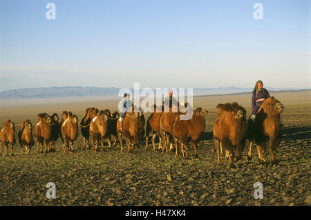 La Mongolie, le désert de Gobi, caravane,, des chameaux, des nomades, des dunes, de la lumière du matin, l'Asie, l'Asie centrale, l'Asie centrale, désert de sable, sable, dunes de sable, chaleur, sécheresse, personne, mongoles, les femmes, l'homme, groupe, la moitié des voyageurs, nomades, ride, caravane de chameaux, les animaux, les mammifères, les animaux bénéficient, des bêtes, des animaux, de la charge d'équitation randonnée pédestre, transport, voyage, paysage, paysage, paysage de dunes sauvages, le matin, le soleil du matin, la largeur, la distance, Banque D'Images