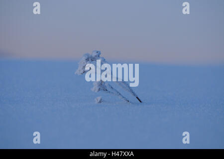 Schafgarbe commun, l'Achillea millefolium, neige, hiver, Styrie, Autriche, point sur le premier plan, Banque D'Images