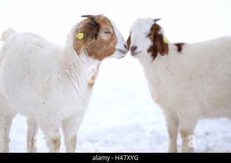 Chèvres Boer, la chèvre, Capra aegagrus hircus, les jeunes animaux, neige, hiver, debout, de face, Banque D'Images