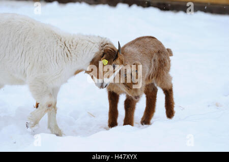 Chèvres Boer, la chèvre, Capra aegagrus hircus, les jeunes animaux, neige, hiver, debout, vue de côté, Banque D'Images