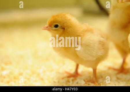 Poulet, Gallus gallus domesticus, Poussin, vue de côté, debout, Banque D'Images