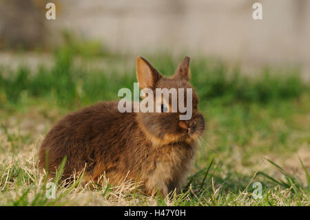 Nain de couleur havane 'blaze', jeune animal, prairie, vue de côté, s'asseoir, voir dans l'appareil photo, Banque D'Images